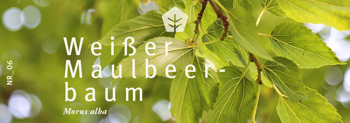Headergrafik Weißer Maulbeerbaum