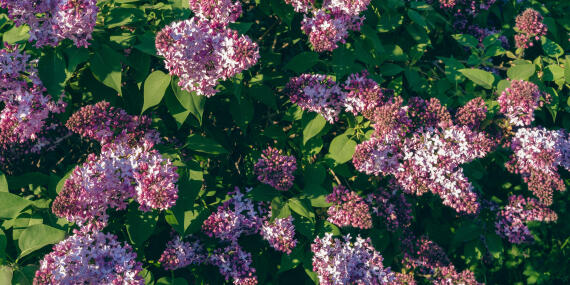 flowering lilacs in the sun