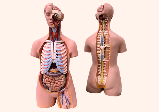 Modelle des Torsos
