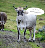 Foto von einer Kuh mit Mundschutz, die fragt "Hast du Fotos?"