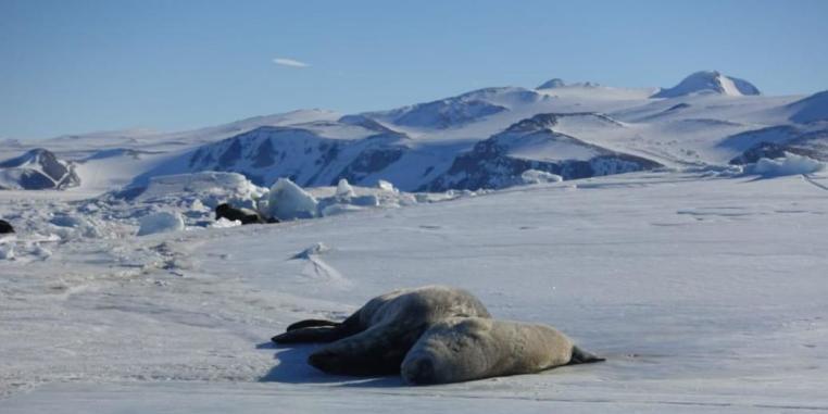 Wedell-Robben (im Bildhintergrund) ruhen sich gerne auf dem Eis in unmittelbarer Nähe der Gondwana-Station aus. Um sie in ihrer Verschnaufpause nicht zu stören, darf man sich ihnen nur bis auf einen bestimmten Mindestabstand nähern.