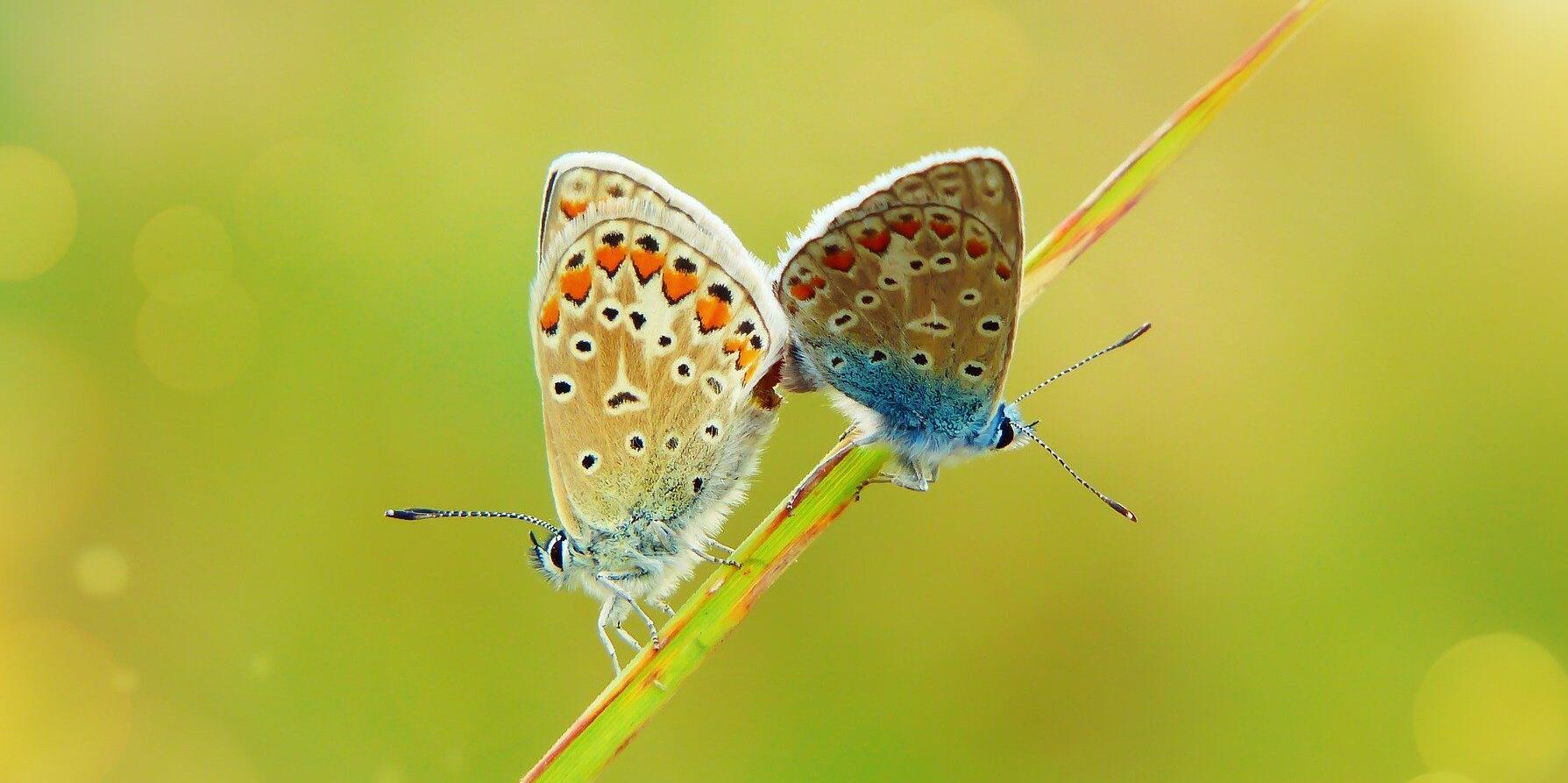 Zwei polyommatus icarus-Schmetterlinge sitzen auf einem Grashalm