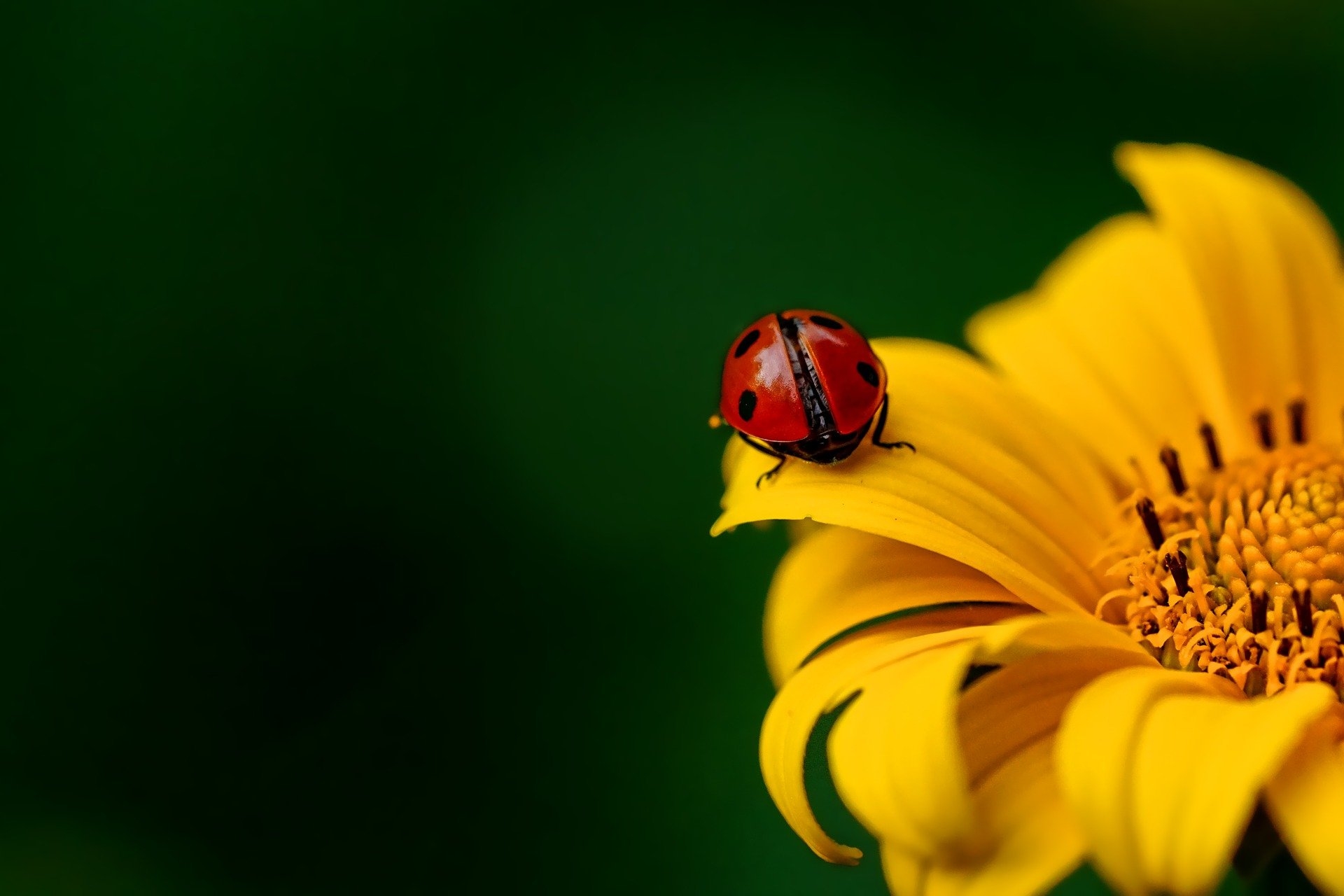 Vor dunkelgrünem Hintergrund ist die Hälfte einer Sonnenblume zu sehen, auf der ein Marienkäfer mit dem Rücken zum Betrachter sitzt