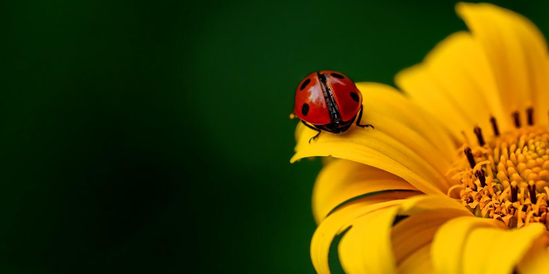 Vor dunkelgrünem Hintergrund ist die Hälfte einer Sonnenblume zu sehen, auf der ein Marienkäfer mit dem Rücken zum Betrachter sitzt