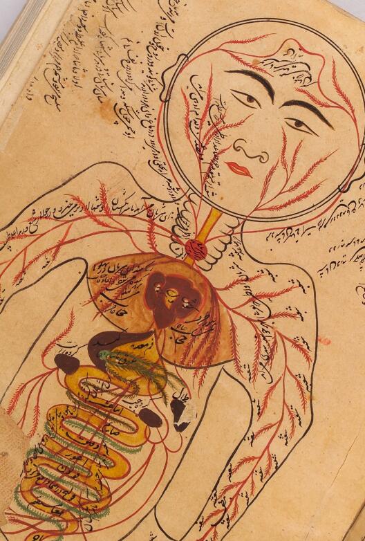 Drawing of viscera etc., Avicenna, Canon of Medicine