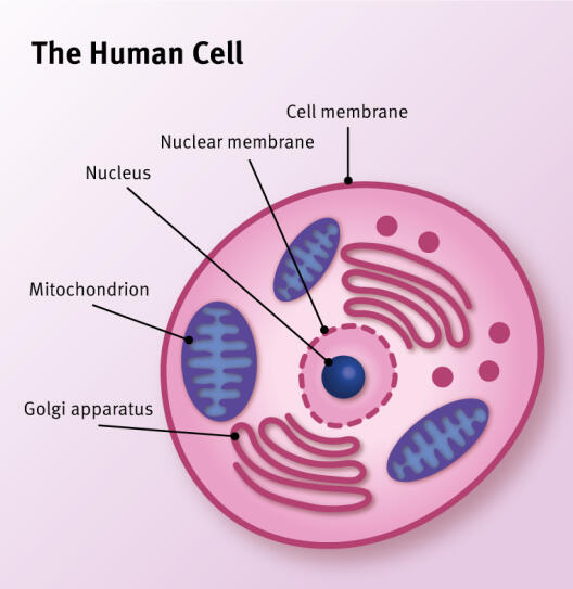 Exemplary illustration on the topic "The Human Cell