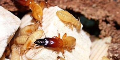 Dampwood termites (mid: a termite soldier)<address>© Nina Minkley</address>