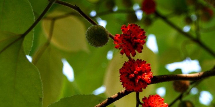 Die Früchte des Papiermaulbeerbaums<address>© WWU/Botanischer Garten</address>