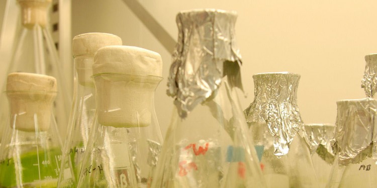 Algenzucht im Labor: Zu Forschungszwecken wachsen die Mikroalgen in Glaskolben.<address>© WWU/Peter Grewer</address>