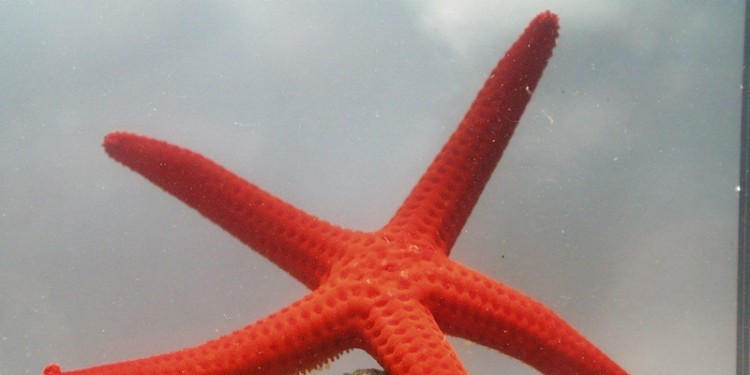How the starfish got its five arms