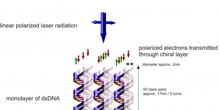 Doppelsträngige DNA-Moleküle wirken als "Spinfilter" - hier schematisch dargestellt.<address>&copy; WWU - Zacharias</address>