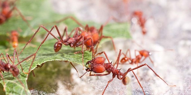 Leafcutter ants cut leaves from trees and carry snippet after snippet of these leaves down into their subterranean nests.<address>© Wolfgang Hoffmann/University of Wisconsin-Madison</address>