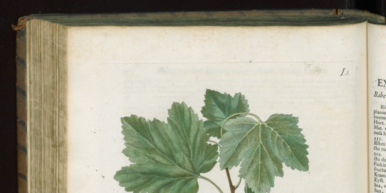 Georg Wolfgang Knorr: Thesavrvs rei herbariae (Nürnberg 1770) Ribes vulgare - Rothe Johannis Beer<address>© ULB</address>