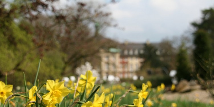 Zusammenspiel der Frühjahrsblüher