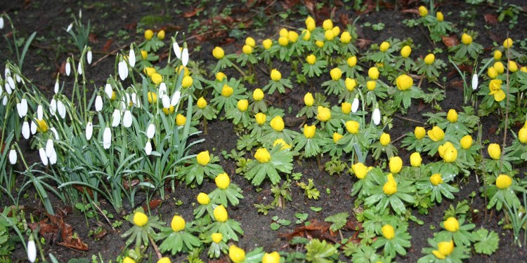 Schneeglöckchen und Winterling<address>&copy; WWU - Botanischer Garten</address>