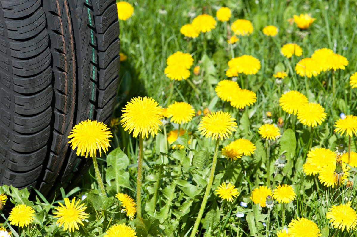 Aus Löwenzahn lässt sich Kautschuk herstellen - das macht die Pflanze für die Reifenindustrie interessant. © Uli Benz / TUM