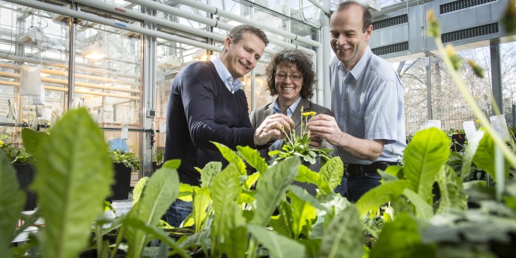 Left to right: Dr. Christian Schulze Gronover, Dr. Carla Recker and Prof. Dirk Prüfer make use of the Russian dandelion to obtain natural rubber.<address>© Dirk Mahler/Fraunhofer</address>