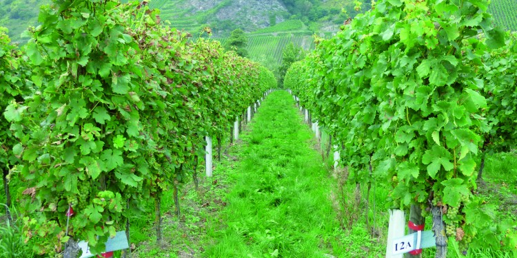 Chitosans have strong resistance inducing and growth promoting activities in many crop plants, e. g. vine.<address>© David Nannen</address>