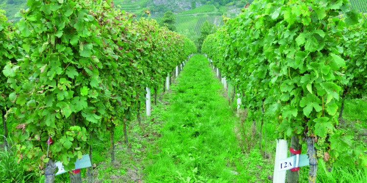 Pflanzen wie diese Weinreben werden durch eine Behandlung mit Chitosan widerstandsfähiger und wachsen üppiger (linke Reihe unbehandelt, rechts behandelt).<address>© David Nannen</address>