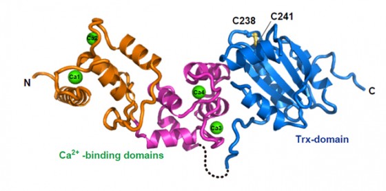 Das neu entdeckte Protein "Calredoxin" grafisch dargestellt<address>© WWU / AG Hippler</address>