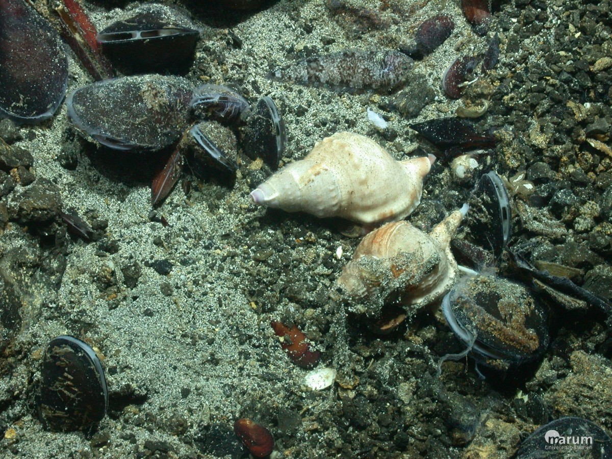 Die hydrothermale Lebewelt: Muscheln, Schnecken und ein Plattfisch © MARUM – Zentrum für Marine Umweltwissenschaften, Universität Bremen