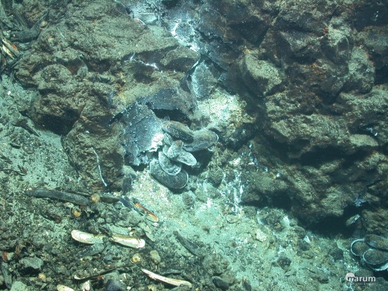 Muschelbesiedlung zeigt den Ausfluss hydrothermaler Lösung an, Macauley Caldera<address>© MARUM – Zentrum für Marine Umweltwissenschaften, Universität Bremen</address>