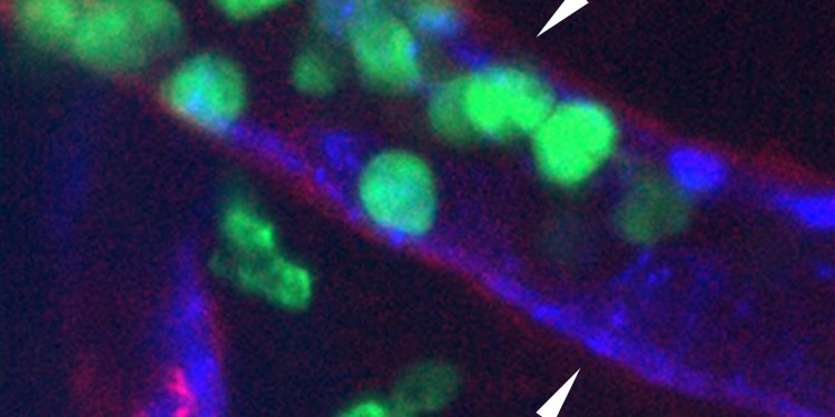 Laminin 511 (red) inhibits the migration of immune cells (green) through the endothelial cell layer (blue) of the blood vessels. Immune cells migrate preferentially into the tissue at sites of low or no laminin expression (arrows).<address>&copy; Song et al./Cell Reports</address>