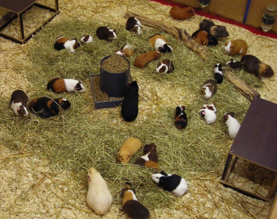 Meerschweinchen in Gruppenhaltung an der Universität Münster<address>© WWU/Tobias Zimmermann</address>