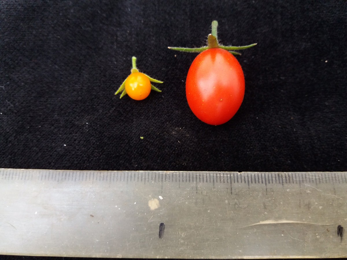 ... und im Vergleich zu einer Cocktail-Tomate (r.) winzig. © Lázaro Peres/USP