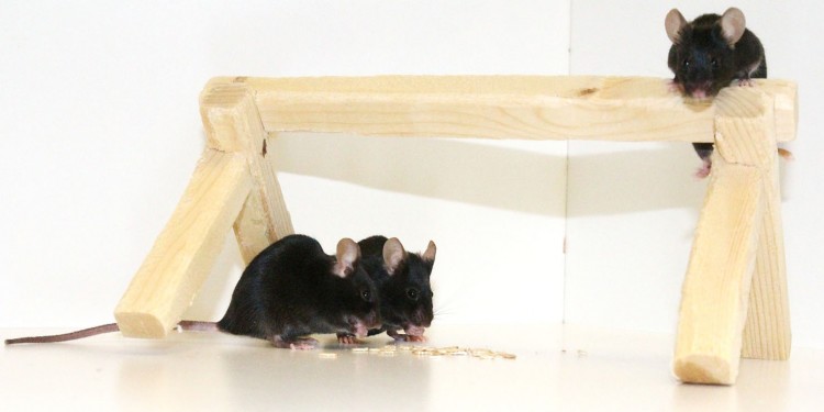 Bei weiblichen Mäusen wird das Verhalten um den Eisprung herum weniger berechenbar, haben Verhaltensbiologen der WWU nun gezeigt.<address>© Symbolfoto: WWU/Dirk-Heinz Loddenkemper</address>