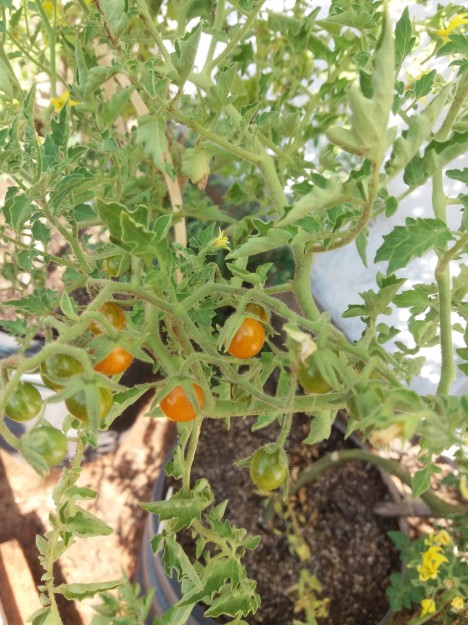 The fruits of the salt tolerant wild tomato are yellow-colored …© Lázaro Peres/USP