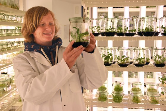 Dr. Nicole van Deenen aus der Arbeitsgruppe von Prof. Dirk Prüfer in einem Sterilkultur-Raum mit Russischem Löwenzahn.<address>&copy; Julia Schwekendiek</address>