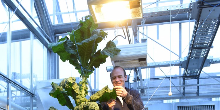 Im Gewächshaus: Biotechnologe Prof. Dirk Prüfer (zugleich Leiter des Fraunhofer-Instituts für Molekularbiologie und Angewandte Oekologie IME, Außenstelle Münster) mit seinem Forschungsobjekt, einem "Riesentabak". Foto: Peter Grewer<address>&copy; Peter Grewer</address>