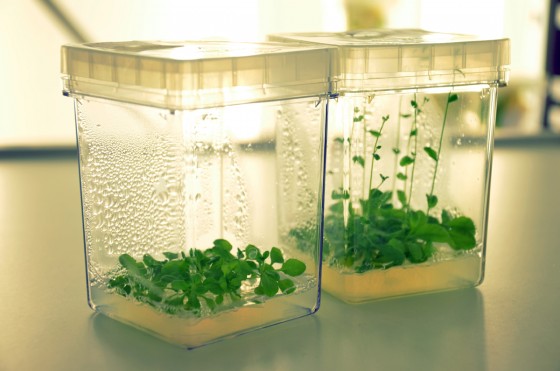 Ackerschmalwand in Sterilkultur: Die Pflanzen wachsen auf geleeartigem Nährmedium, das alle wichtigen Nährstoffe enthält.<address>&copy; Julia Schwekendiek</address>