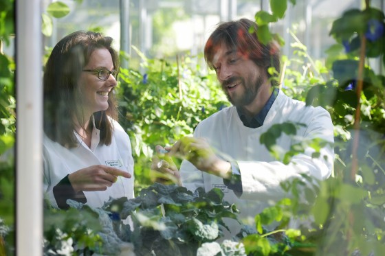 Prof. Iris Finkemeier und Dr. Guillaume Née erforschen das Zusammenspiel und die Funktion der zahllosen Proteine im pflanzlichen Organismus.<address>&copy; Peter Grewer</address>