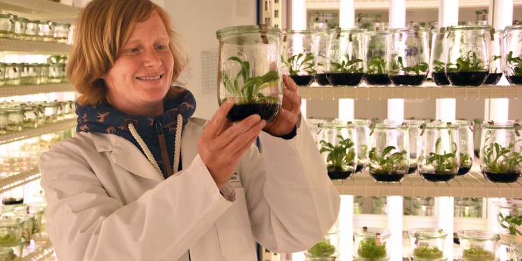 Pflanzenforschung an der WWU<address>&copy; Peter Grewer</address>