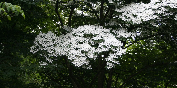 Blumen-Hartriegel: Die weißen Blüten strahlen in der Dämmerung.<address>© WWU/Botanischer Garten</address>