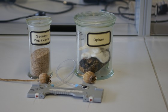 Opium (r.) wird durch das Anritzen der unreifen Samenkapseln gewonnen. Links im Bild: Mohnsamen, vorne: Samenkapseln<address>© WWU/Mara Johann</address>