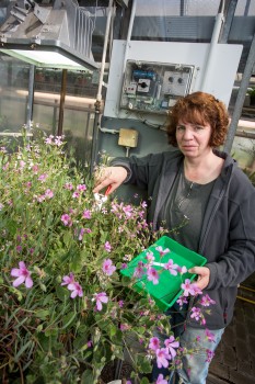 Pflanzen für die wissenschaftliche Grundlagenforschung: Gärtnerin Melanie Wiethölter kümmert sich um die Pelargonien im Botanischen Garten.<address>© WWU/Peter Leßmann</address>