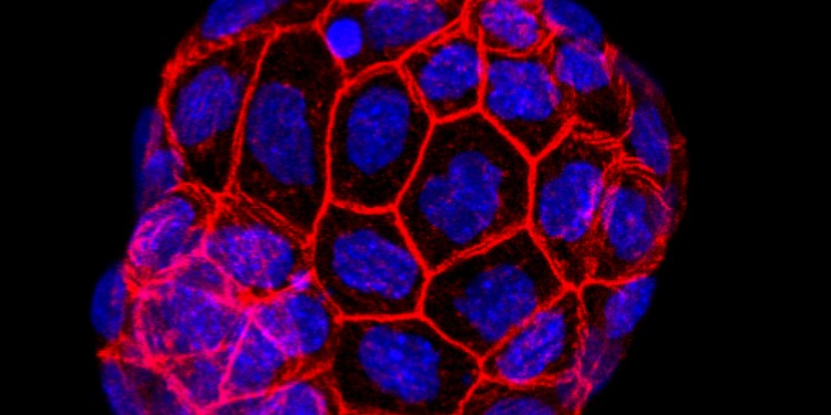 In a new project, CiM researchers are investigating how embryos are implanted in the uterine wall. The image shows a mouse blastocyst stained for cell membrane marker (red) and cell nuclei (blue).<address>© Ivan Bedzhov</address>