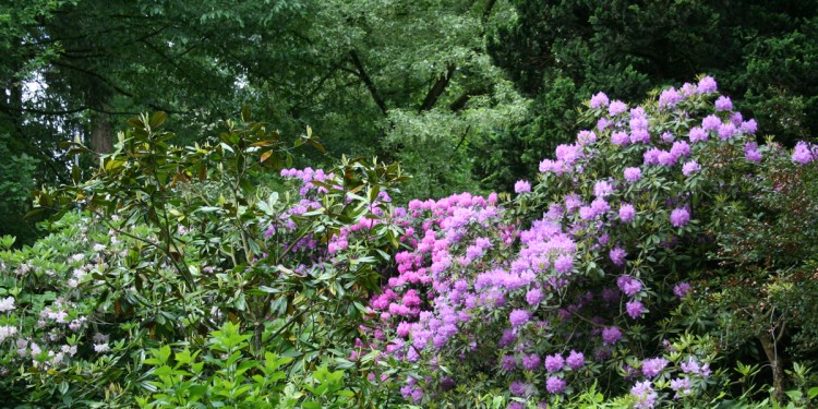 Rhododendrenblüte im Botanischen Garten<address>© WWU/Botanischer Garten</address>