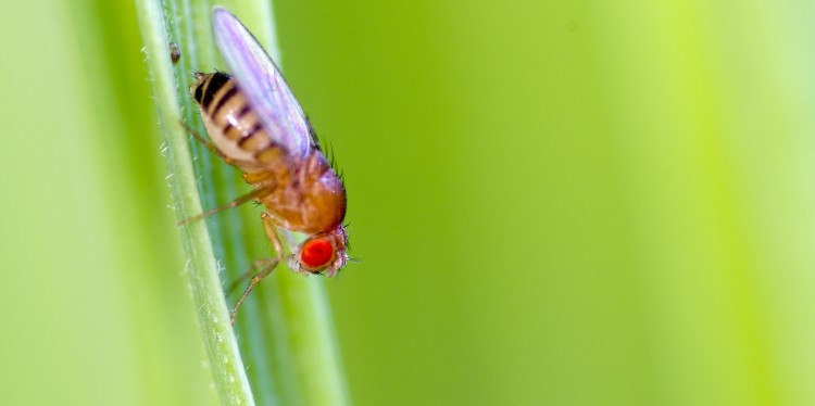 A fruit fly. The inner clock of these insects is a crucial research topic.<address>© colourbox.de</address>