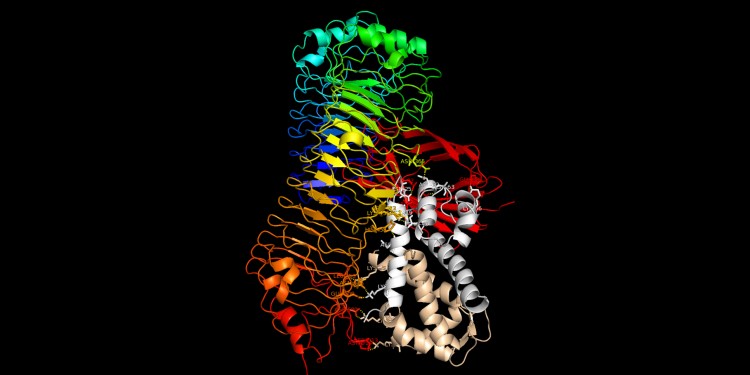 Modell der Bindung: Der S100A8/S100A9-Proteinkomplex (grau/beige) bindet an den Rezeptor TLR4 (regenbogenfarben) und MD2 (rot) und löst so in Zellen Immunreaktionen aus. Ein Therapieansatz soll diese Bindung blockieren.<address>© T. Vogl et al./ J Clin Invest</address>