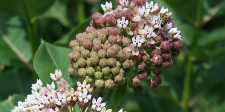 Das Team des Botanischen Gartens zeigt bei der Abendführung am 13. Juni unter anderem die Seidenpflanze.<address>&copy; WWU/Botanischer Garten</address>