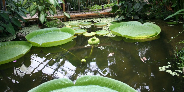Victoria-Seerosen<address>© WWU/Botanischer Garten</address>