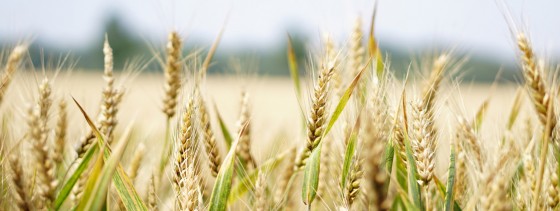 By using Crispr/Cas9, creating mildew-resistant wheat plants is possible.<address>© fotolia.de/kirahoffmann</address>