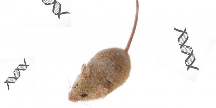 The scientists compared several properties of de novo genes in mice with those in other types of mammals.<address>© Montage: colourbox.de/Royalty free</address>