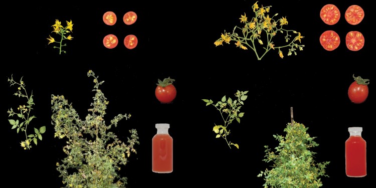 The new cultivated tomato (right) has a variety of domestication features which distinguish it from the wild plant (left). The details (clockwise): It produces more flowers and therefore bears more fruit, the fruit is larger and oval in shape instead of round. The cultivated tomato contains more lycopene, which is noticeable through a deeper red colouring of the juice, and the plant has a more compact growth.<address>© Agustin Zsögön/Nature Biotechnology</address>