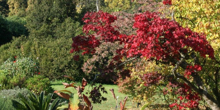 Im Herbst bestechen viele Bäume im Botanischen Garten durch ihre intensive Laubfärbung.<address>© WWU - Botanischer Garten</address>