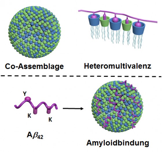 Oben: Zwei lipidartige Komponenten bilden in Wasser durch Selbstorganisation („Co-Assemblage“) Nanopartikel mit sehr vielen unterschiedlichen Kontaktpunkten (blau und grün dargestellt; links). Dadurch, dass viele unterschiedliche Kontaktpunkte zeitgleich mit dem Protein (violett dargestellt) wechselwirken, entsteht eine besonders hohe Selektivität („Heteromultivalenz“; rechts). Unten: Die Nanopartikel binden über ihre Kontaktpunkte (grün und blau) die Amyloide, hier konkret Amyloid-beta 42 (violett), und verhindern dadurch deren Aggregation. Die Bindung erfolgt über die entsprechenden Kontaktstellen des Amyloids („Y“ und „K“; links).<address>© WWU - Bart Jan Ravoo</address>